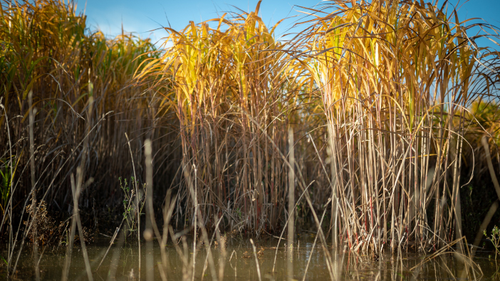 Miscanthus could be a viable cropping option for flood-prone land