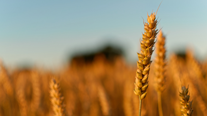 Milestone reached in low-carbon bread production