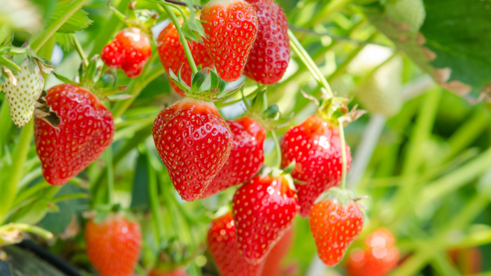 Government announces large-scale plans to tackle supply chain issues