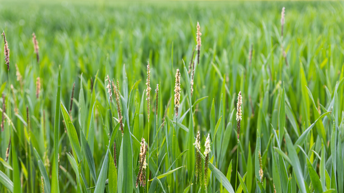 Avadex Factor gets spring wheat recommendation