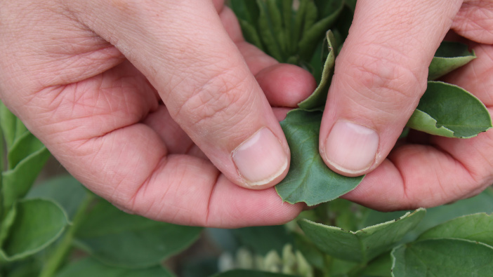 Farmers can take advantage of £45 per hectare SFI incentive