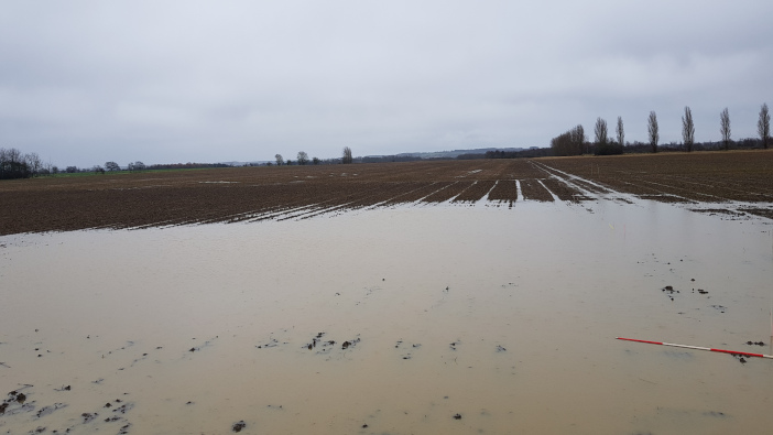 PGRO warns of yield and maturity considerations for those planting winter beans this spring