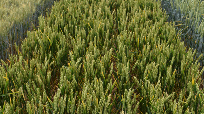 Limagrain’s Crusoe wheat claims top positions in YEN quality awards