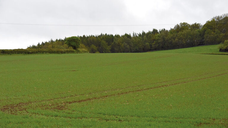 Severe brome threat spells concern for wheat growers