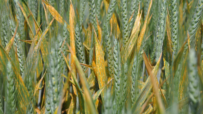 ProCam releases advice on managing winter wheat disease control