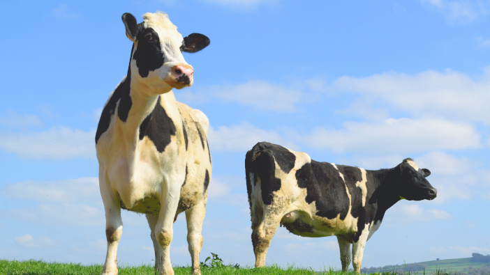 Survey highlights bluetongue challenge in the UK