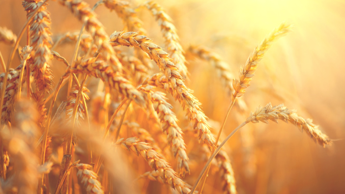 Sumitomo Chemical anticipate approval on two new cereal fungicides