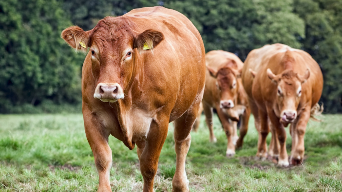 Dispersal sale sees high prices achieved