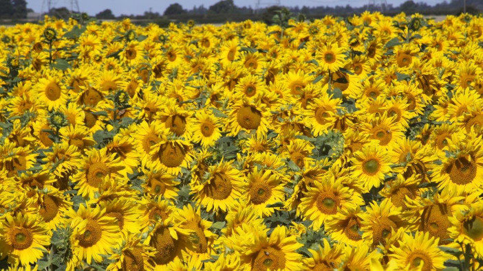 Sunflowers could represent opportunity for growers