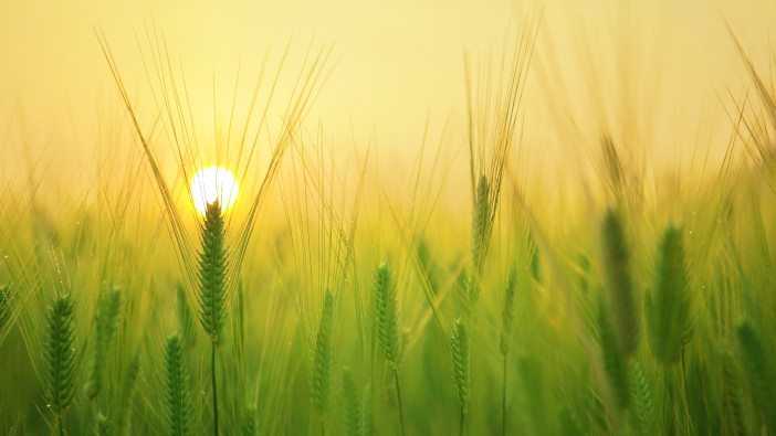 Bayer joins forces with Trinity AgTech to drive regen farming