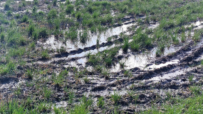 Biostimulants could help with waterlogged crop recovery