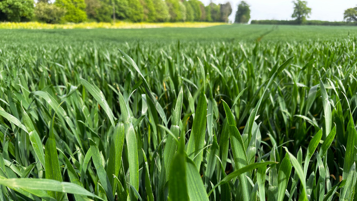 Balance risk and reward when it comes to septoria flag leaf sprays