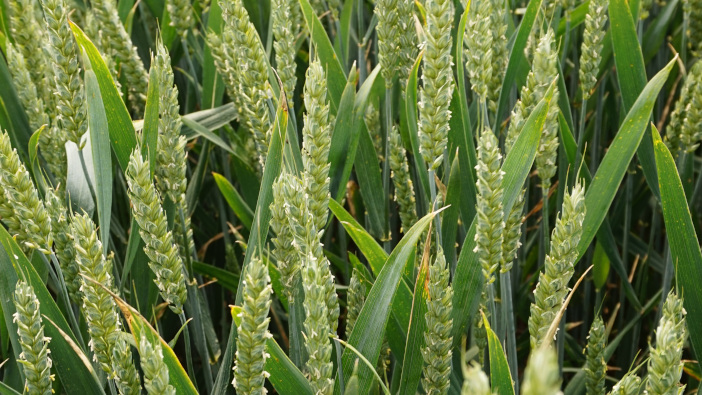 Fife grower praises LG Skyscraper for performance in all conditions