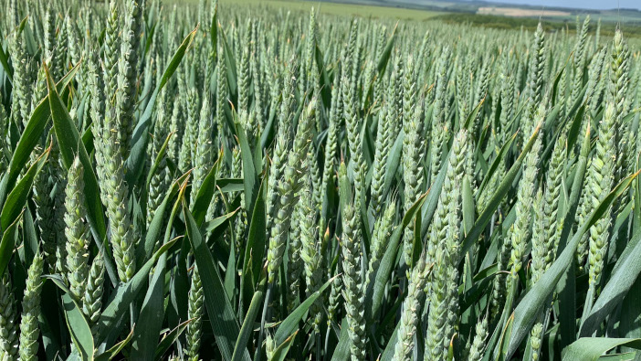 Five new varieties to headline Syngenta’s stand at Cereals
