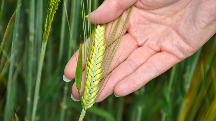 Distilling promotion for SY Tennyson