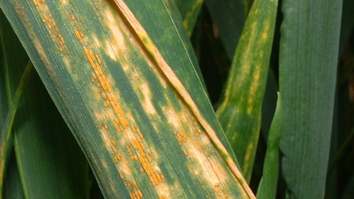 High pressure year means that T3 applications will serve multiple roles