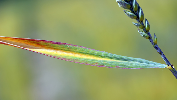 Higher BYDV risk for early-drilled cereals