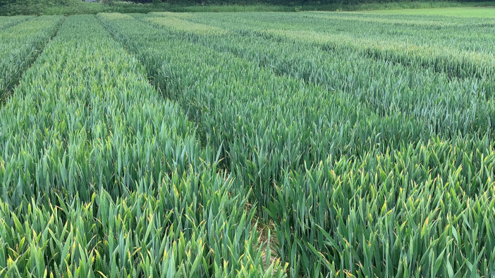 Hope for sustainable wheat yields