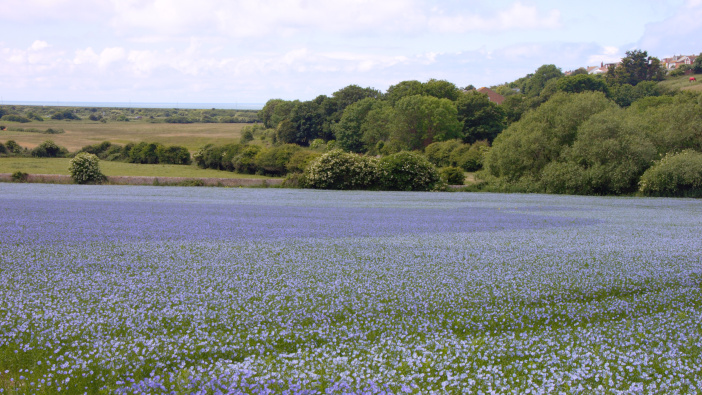 Emergency authorisation for Spotlight Plus on linseed crops