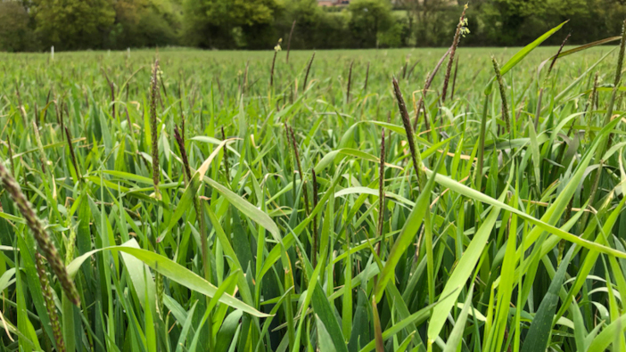 Solutions available to tackle blackgrass pressures after early drilling