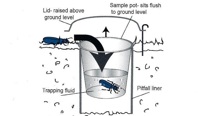 Carabid Guide Trapping Page