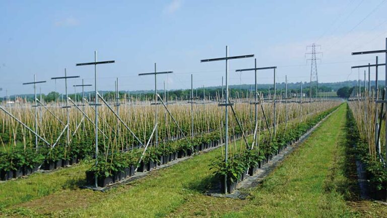 Profile: Journey to grow top fruits Rows of plants