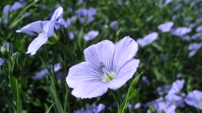 ADAS and Premium Crops launch online YEN network for linseed