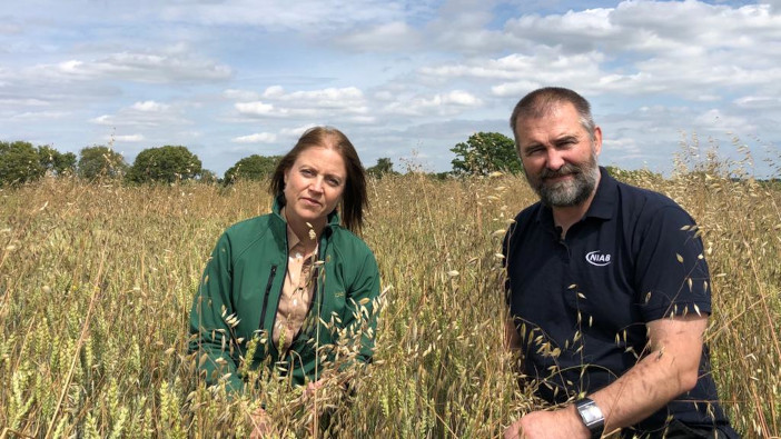 Growers urged to consider resistance testing ahead of wild oat control