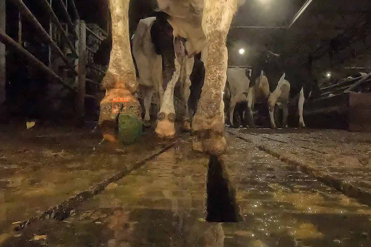 Project aims to improve hoof health | Farm Contractor & Large Scale Farmer