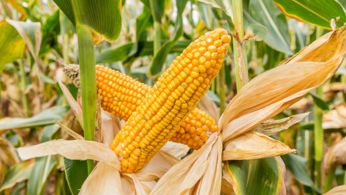 British agri-biotech company receives grant funding to boost African agriculture