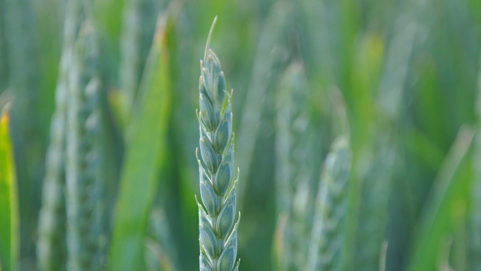 Growers must use varieties to manage risk