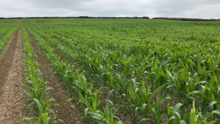 Catch crops could help fill half full clamps this season
