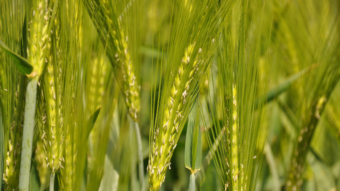 Growers asked to consider hybrid barley for AD feedstocks