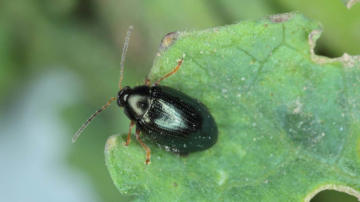 Booster shows positive results in Czech and Polish OSR