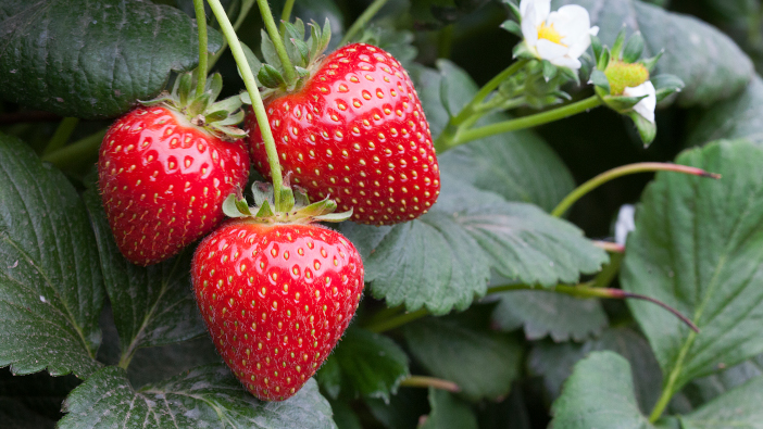 Agri-Tech precision pollination project could bolster food security