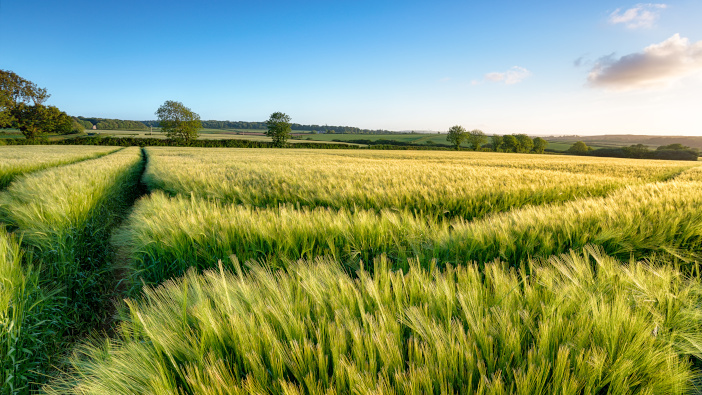 New precision breeding law looks to boost UK food security