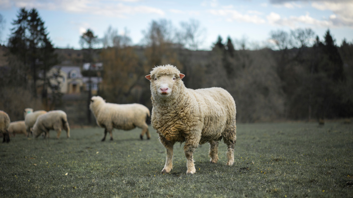 Bluetongue restricted zone declared in Norfolk and Suffolk