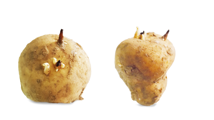 UPL offers free potato store fogging through September