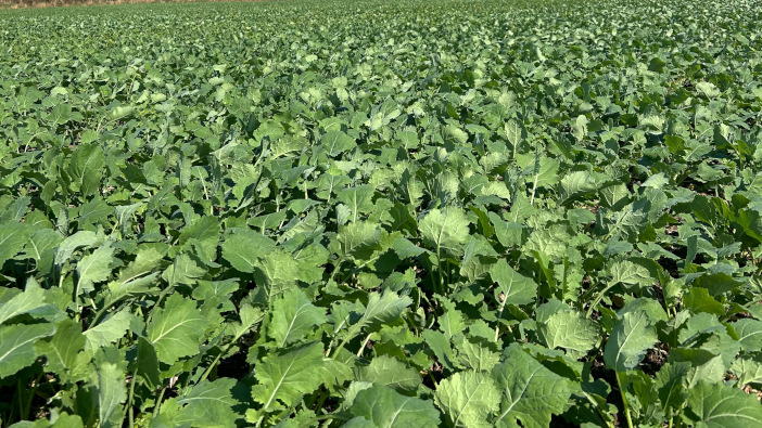 Silicon applications could mitigate CSFB risk