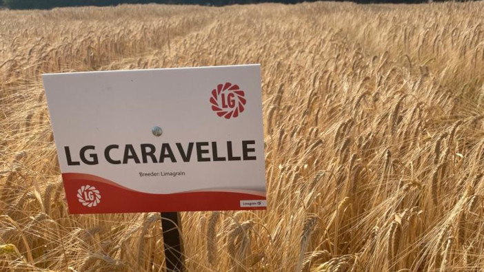Limagrain winter barley delivers in challenging season