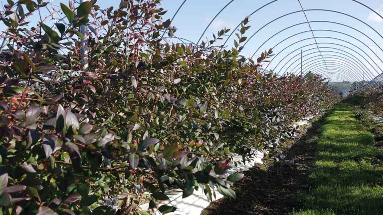 Profile: The fruits of their labours Liberty blueberries