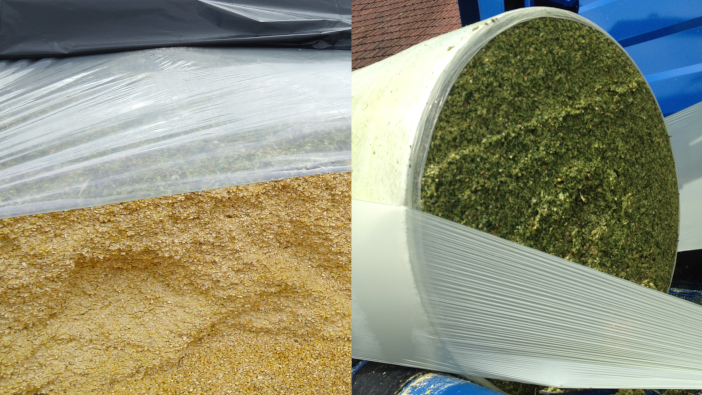 Berry silage solutions set to have maize season covered