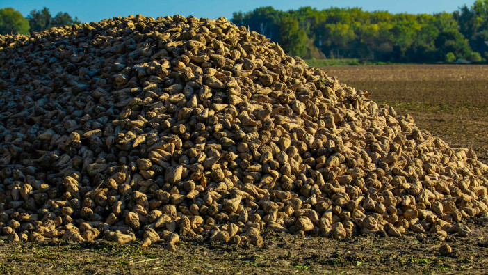 Sugar beet feed could increase milk value and improve carbon footprints