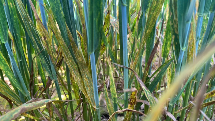 Free access to 50 years of arable disease data