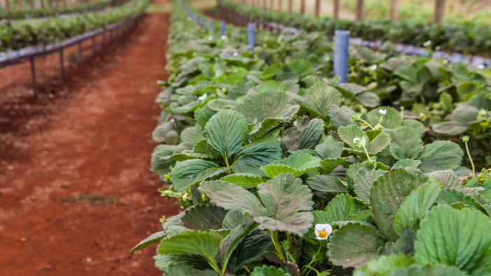 Government provides support to horticulture and livestock businesses