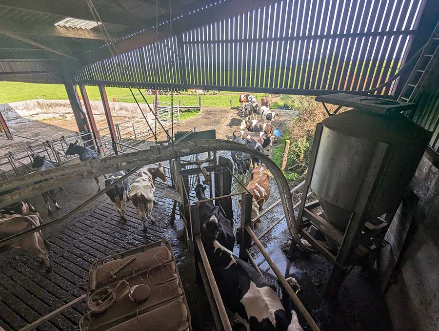 Cows leaving the robotic milkers