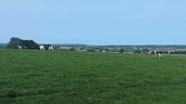 Profile: Robotic milking and block-grazing deliver benefits Cattle walking to block grazing