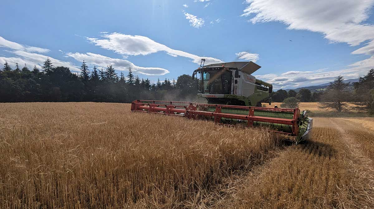 Claas Lexion harvesting winter barley