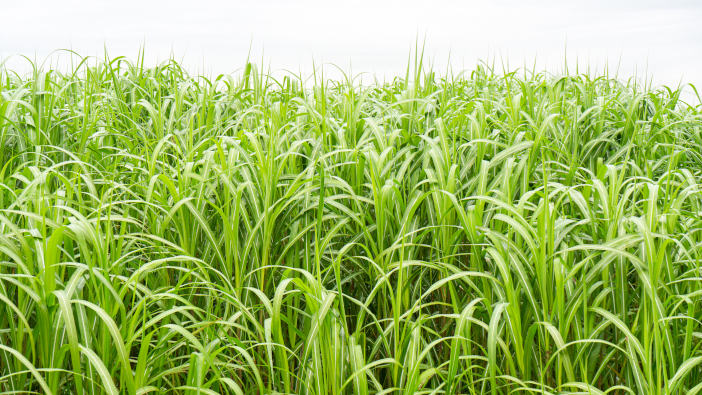 Two day showcase to discover biomass potential