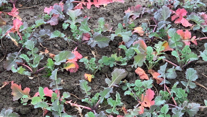 New phosphorus decision making tool to come to market